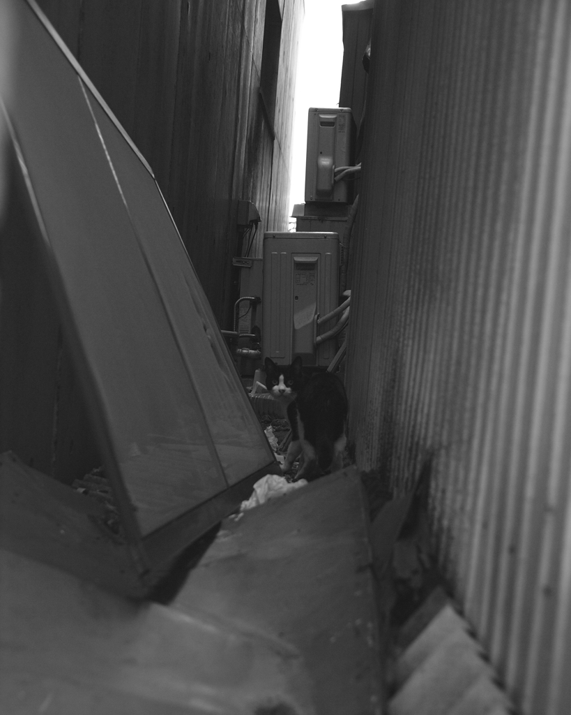 Stray cat