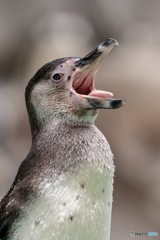 フンボルトペンギンの本性