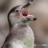 フンボルトペンギンの本性