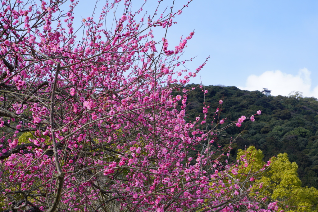 岩国城