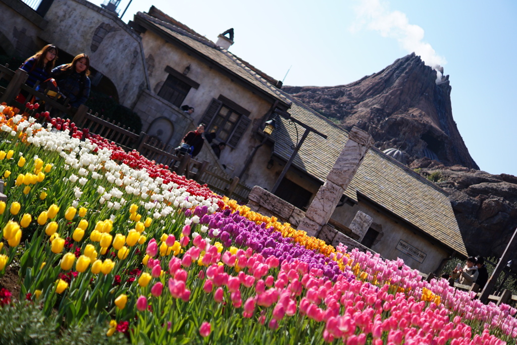 プロメテウス火山とチューリップ