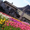 プロメテウス火山とチューリップ