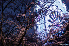 観覧車が映える桜