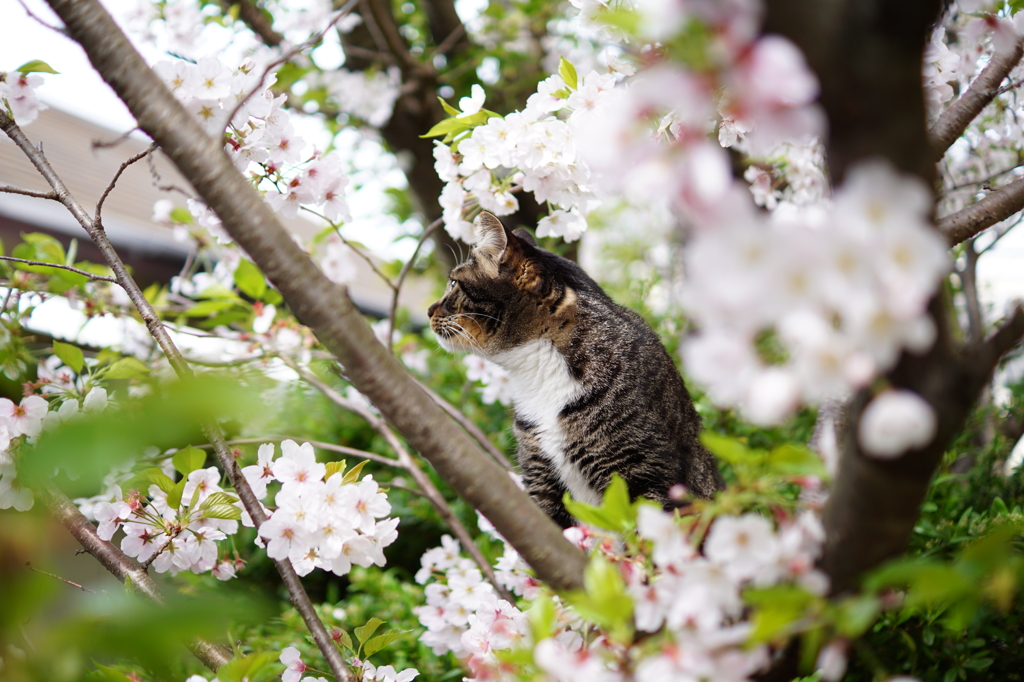 未来を見つめる猫