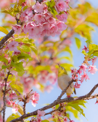 あそこの蜜が欲しい！メジロは言いました。