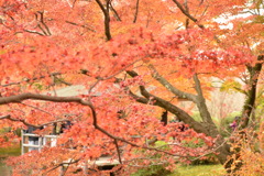 古都