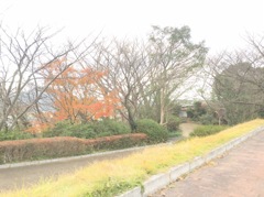 一本紅葉