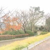 一本紅葉