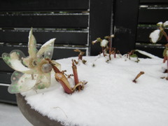 風車と雪