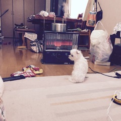 暖をとる犬