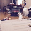 暖をとる犬