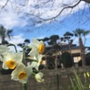 花と空