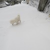 白と白❄️