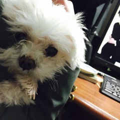 覗き込みワンちゃん。