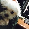 覗き込みワンちゃん。
