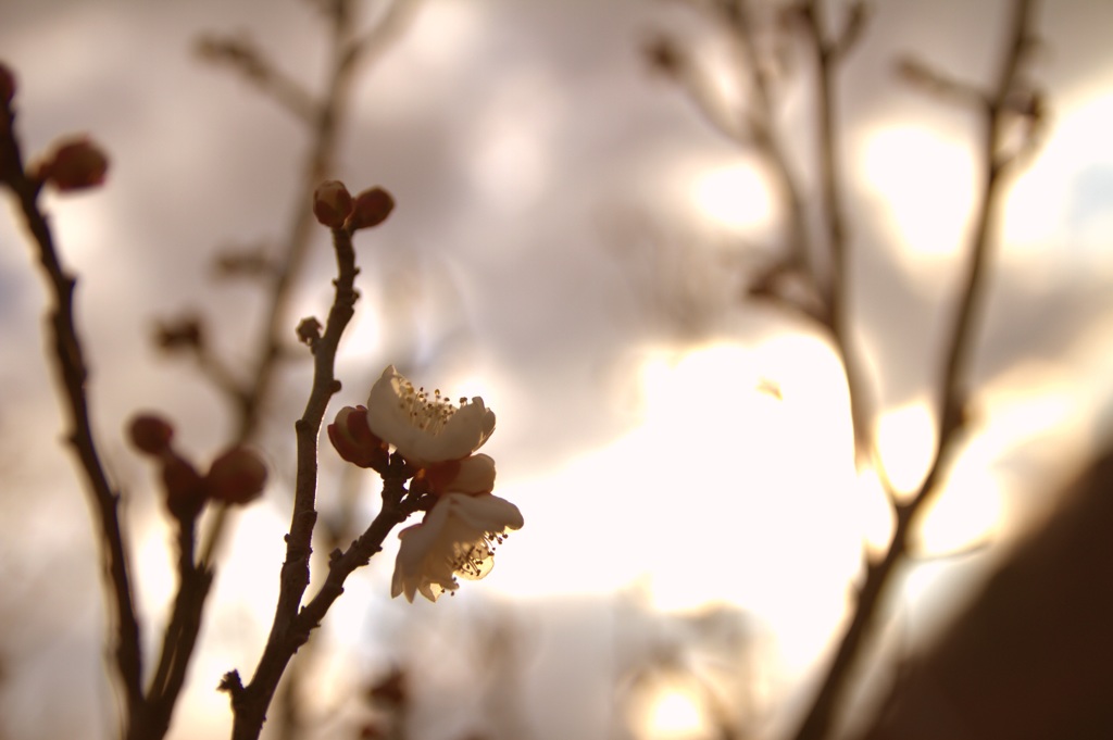 梅花 3