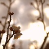 梅花 3