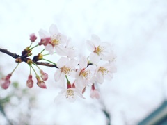 桜