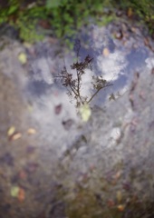 空と木と水溜り