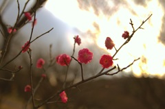 梅花 1