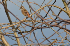 なんていう鳥だろう！