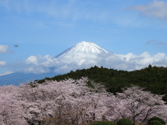 桜と富士は日本の象徴