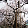 老いてなお美しく逞しく