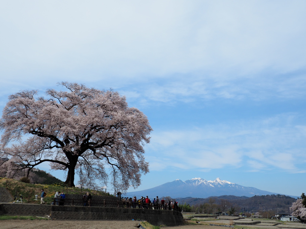 パワースポットの桜
