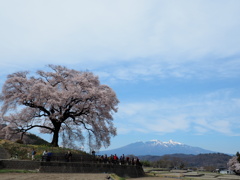 パワースポットの桜