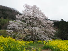 淡墨桜の子孫