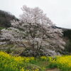淡墨桜の子孫