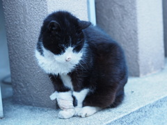 芝大神宮の猫