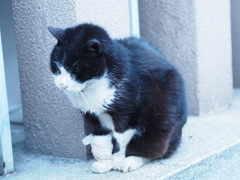芝大神宮の猫