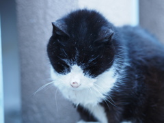 芝大神宮の猫