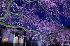 しだれ夜桜