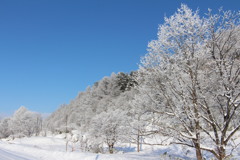 樹氷