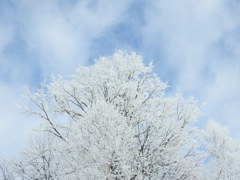 雪の華