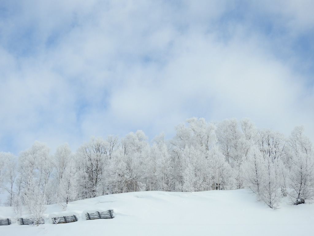 樹氷と空