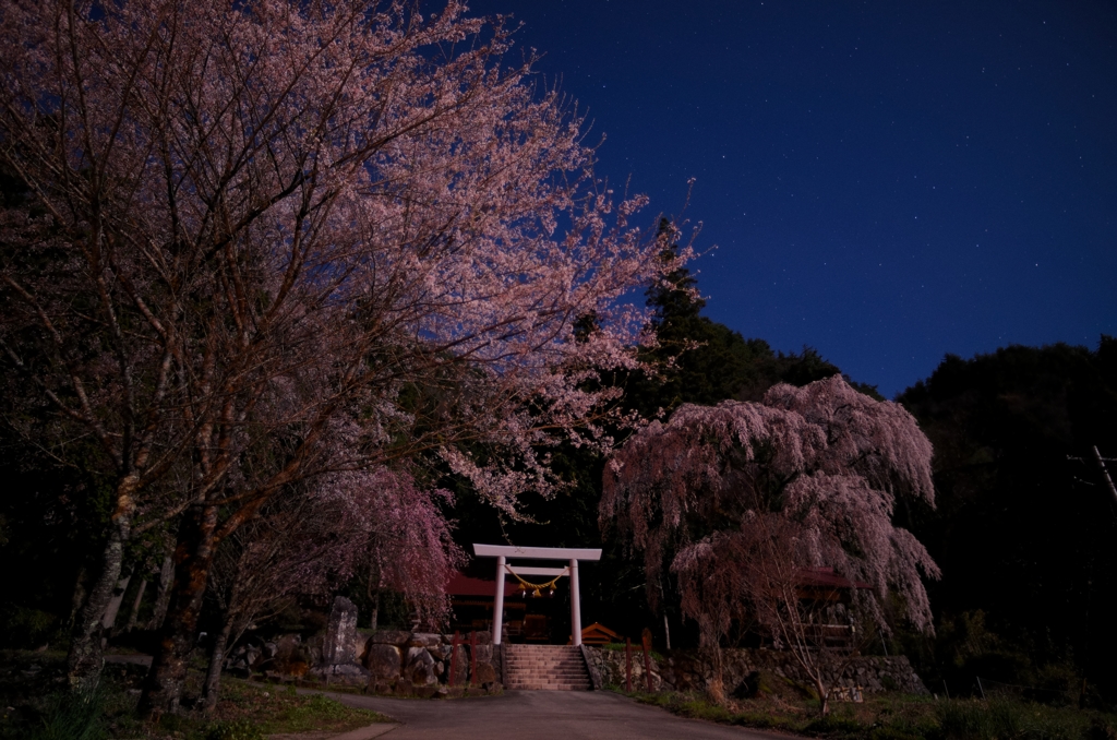 月夜の花見