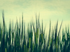 hopfield