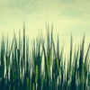 hopfield