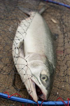 釣り