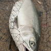 釣り