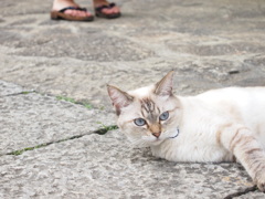 猫日和