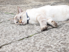 猫日和