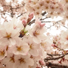 sakura