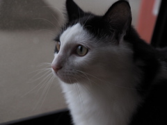 何を見てるのかな？