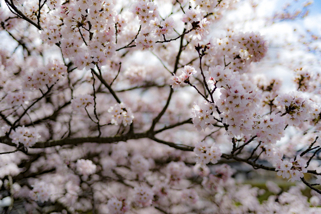 桜