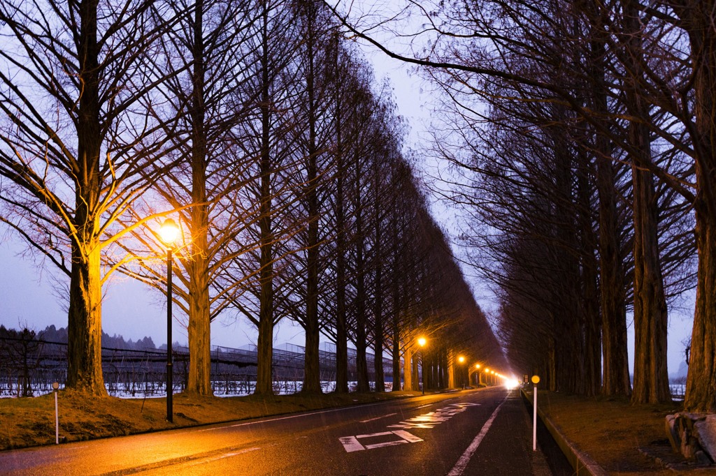 メタセコイアの並木