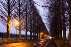 メタセコイアの並木